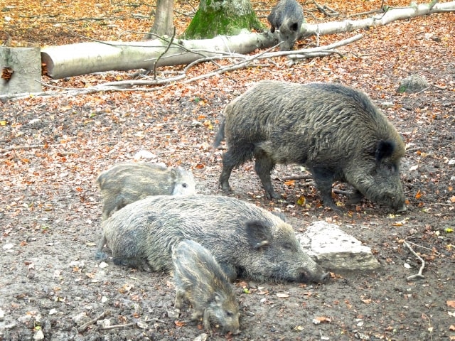 大変な点2：
危険な動物・生き物がいることもある